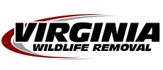 Dale City Wildlife Control